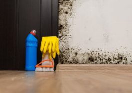 The Surprising Link Between Indoor Mold and Long COVID